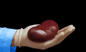Kidney Transplant Doctor